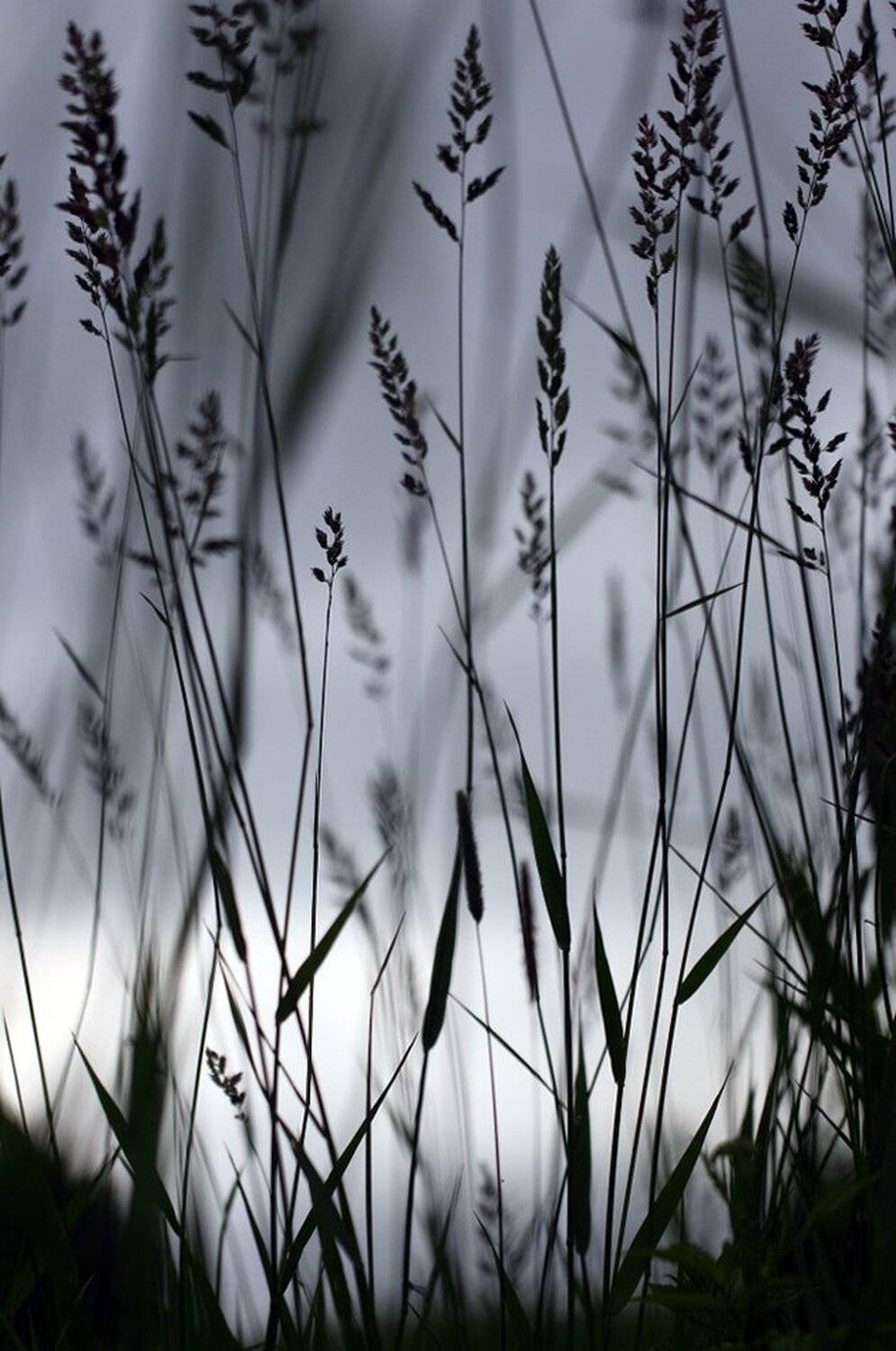 , Иваненко Светлана