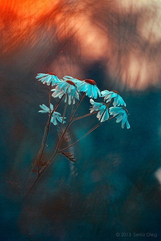 Art, Earth, Flowers, Mars, Oleg Serkiz, Saturn, Space, Venus, Олег Серкиз Memories  from: фото превью