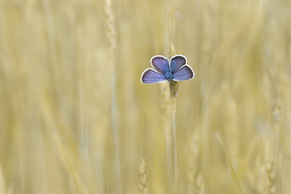 , Вилюнов Дмитрий