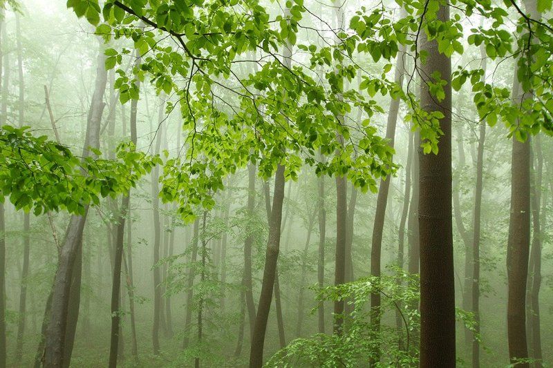 Зеленая нежность фото превью