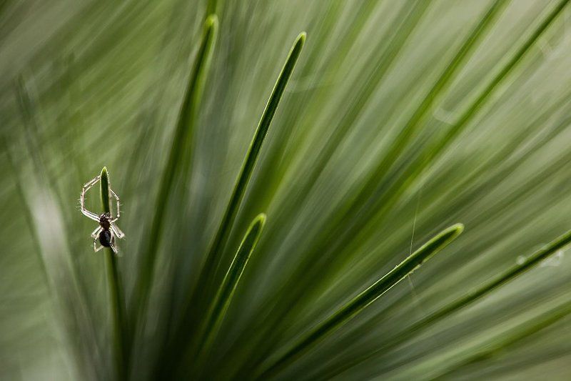 на иголках фото превью