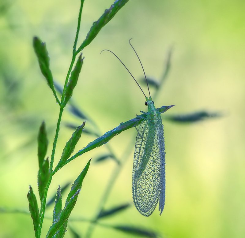 chrysoperla carnea, макро, обыкновенная златоглазка *** фото превью