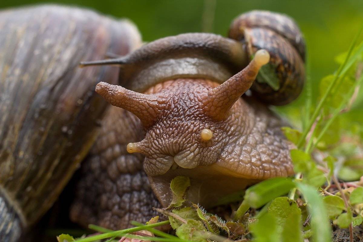 , Аркадий Белов