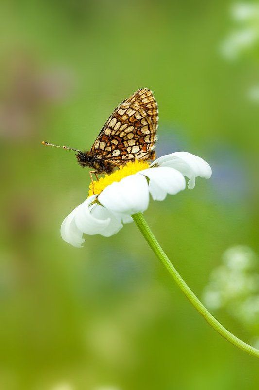 --- фото превью