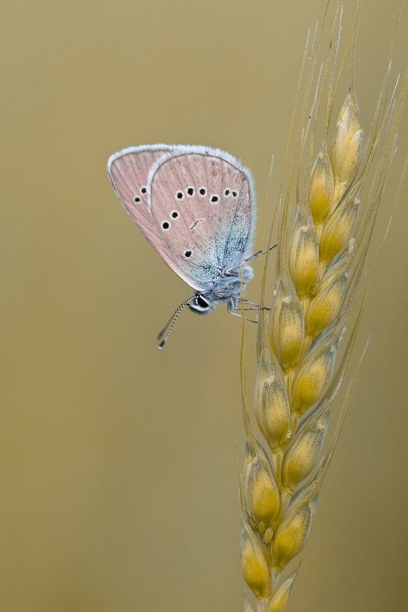 , Вилюнов Дмитрий