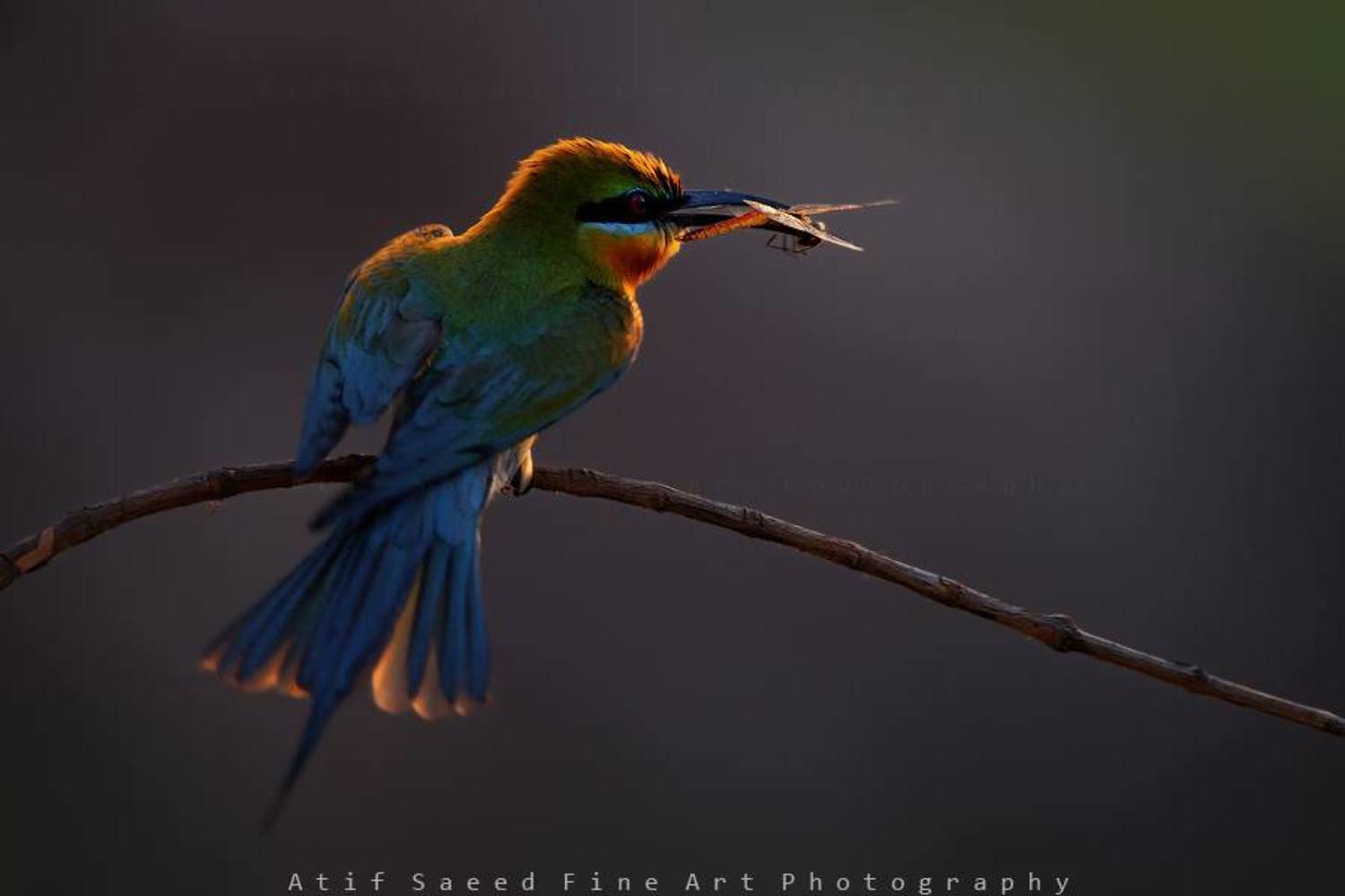 , M Atif Saeed