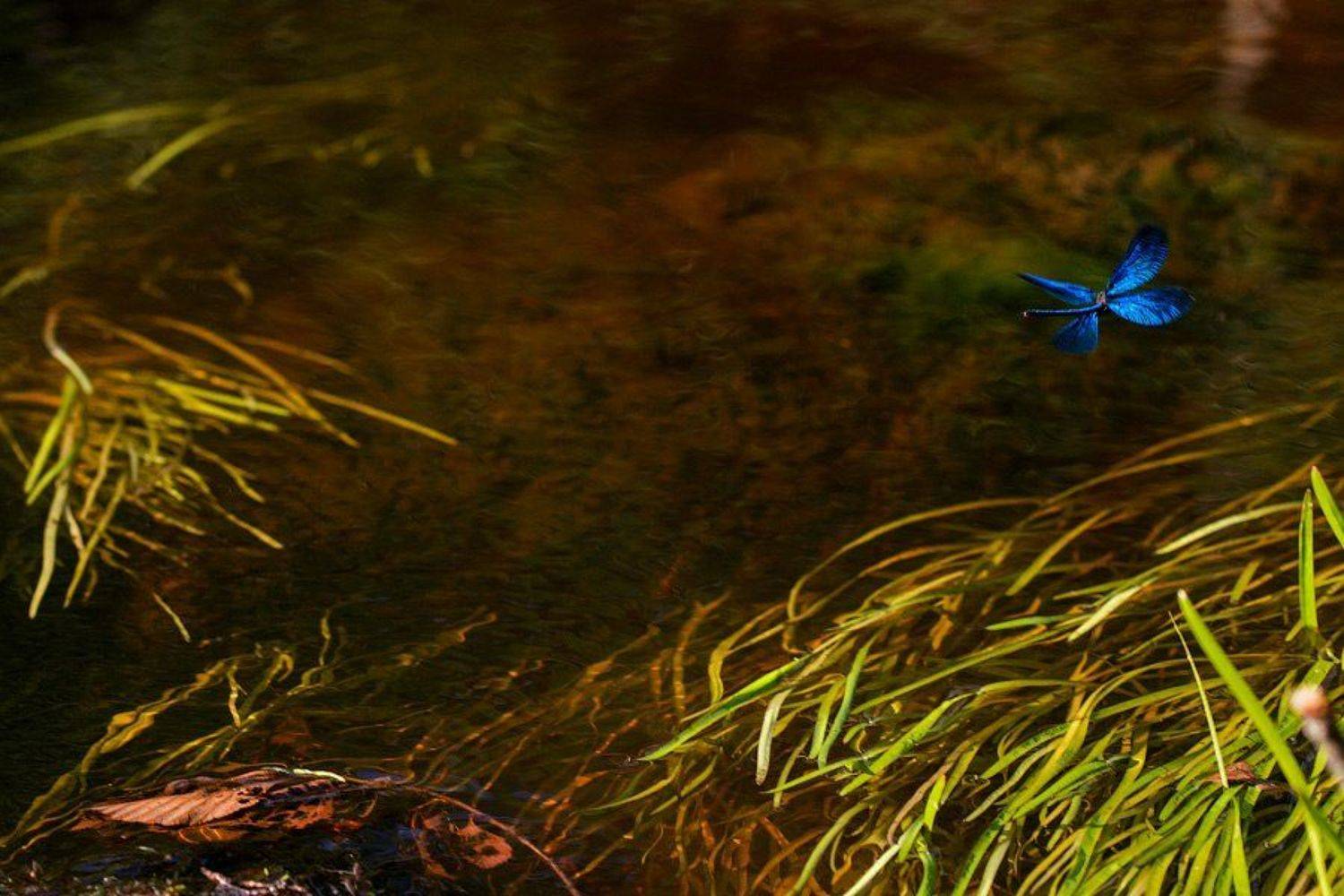 красотка, стрекоза, Лазарев Александр