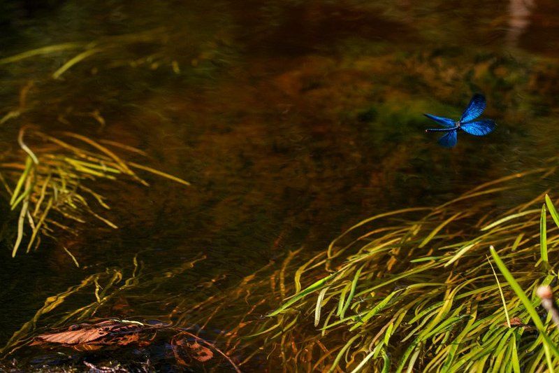 красотка, стрекоза Красотка фото превью