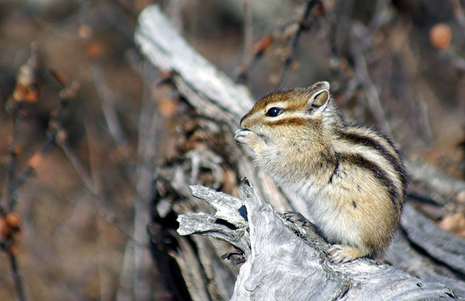 , Солодухин Виктор