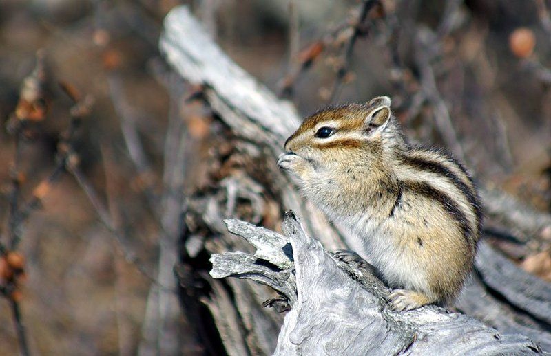 Бурундук фото превью