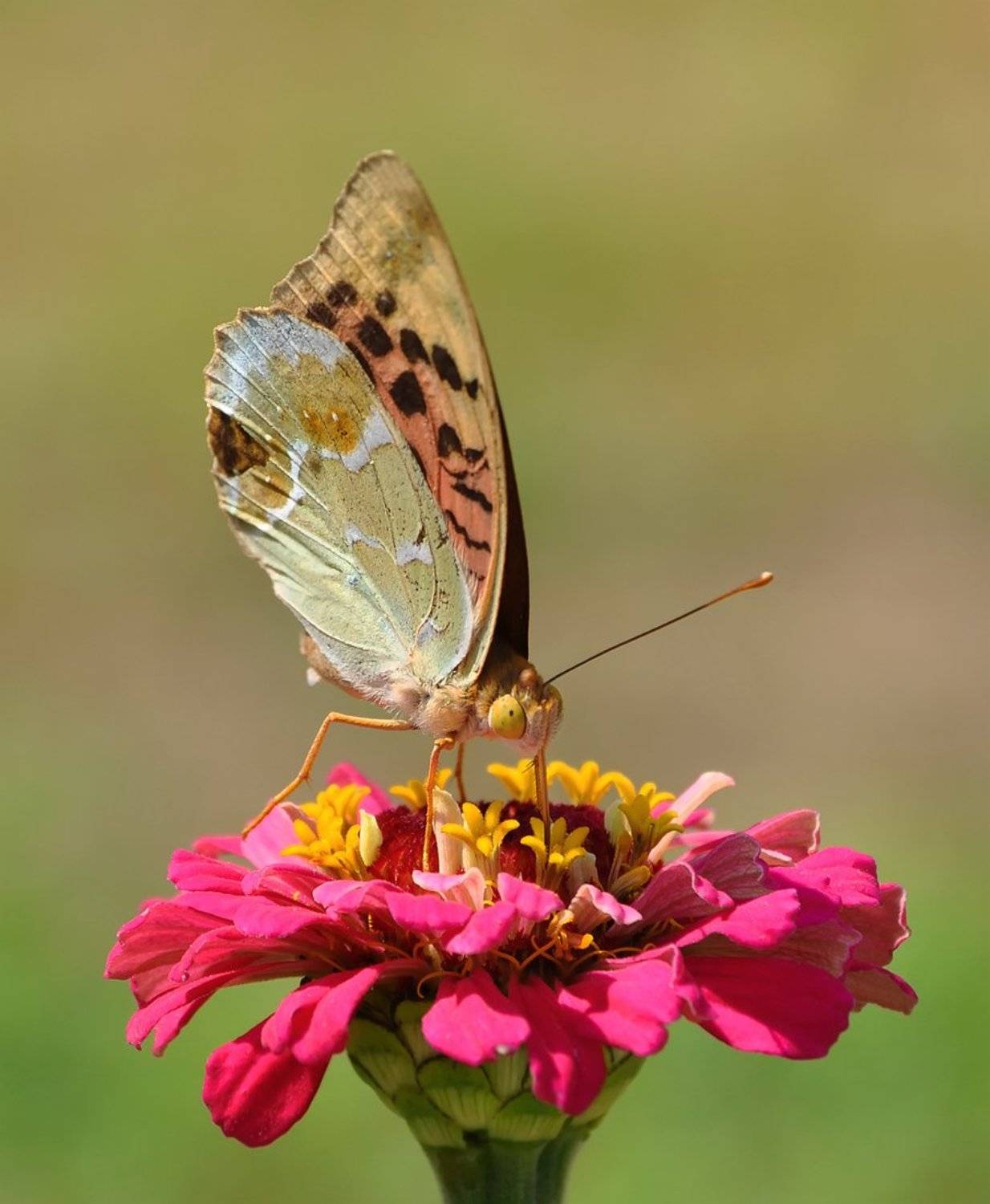 , Игорь Олейник