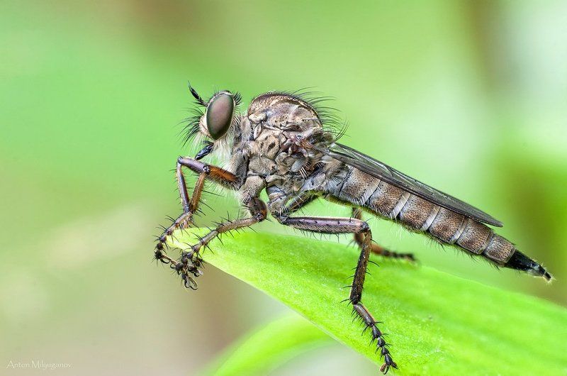 Robberfly фото превью