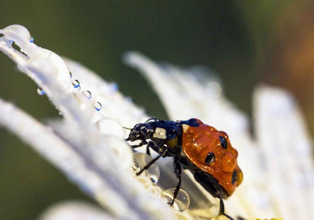 , Александр Кожухов