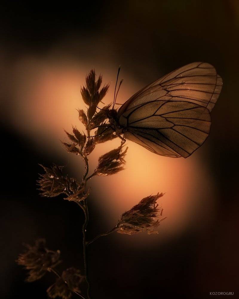 , Ирина Козорог