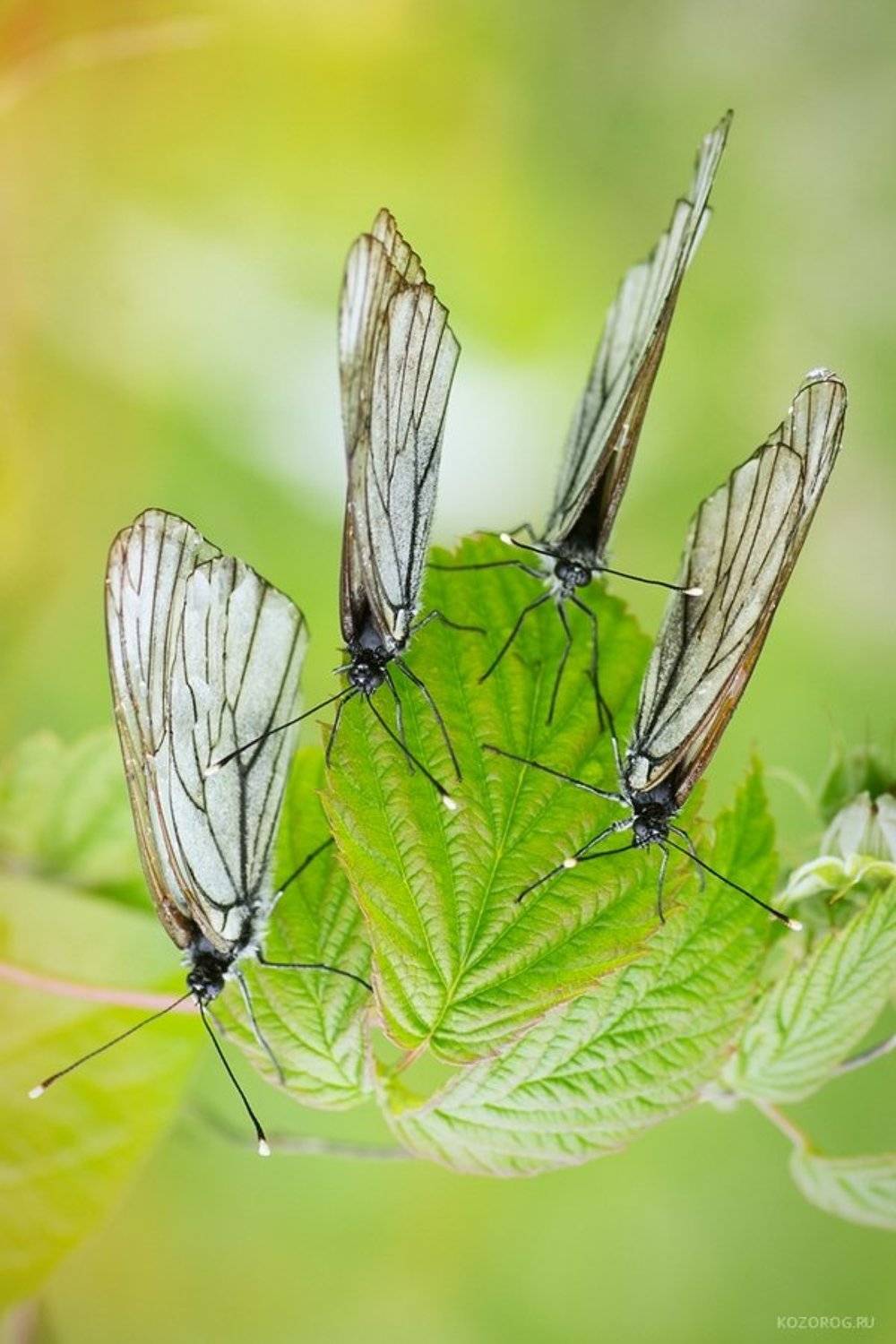 , Ирина Козорог