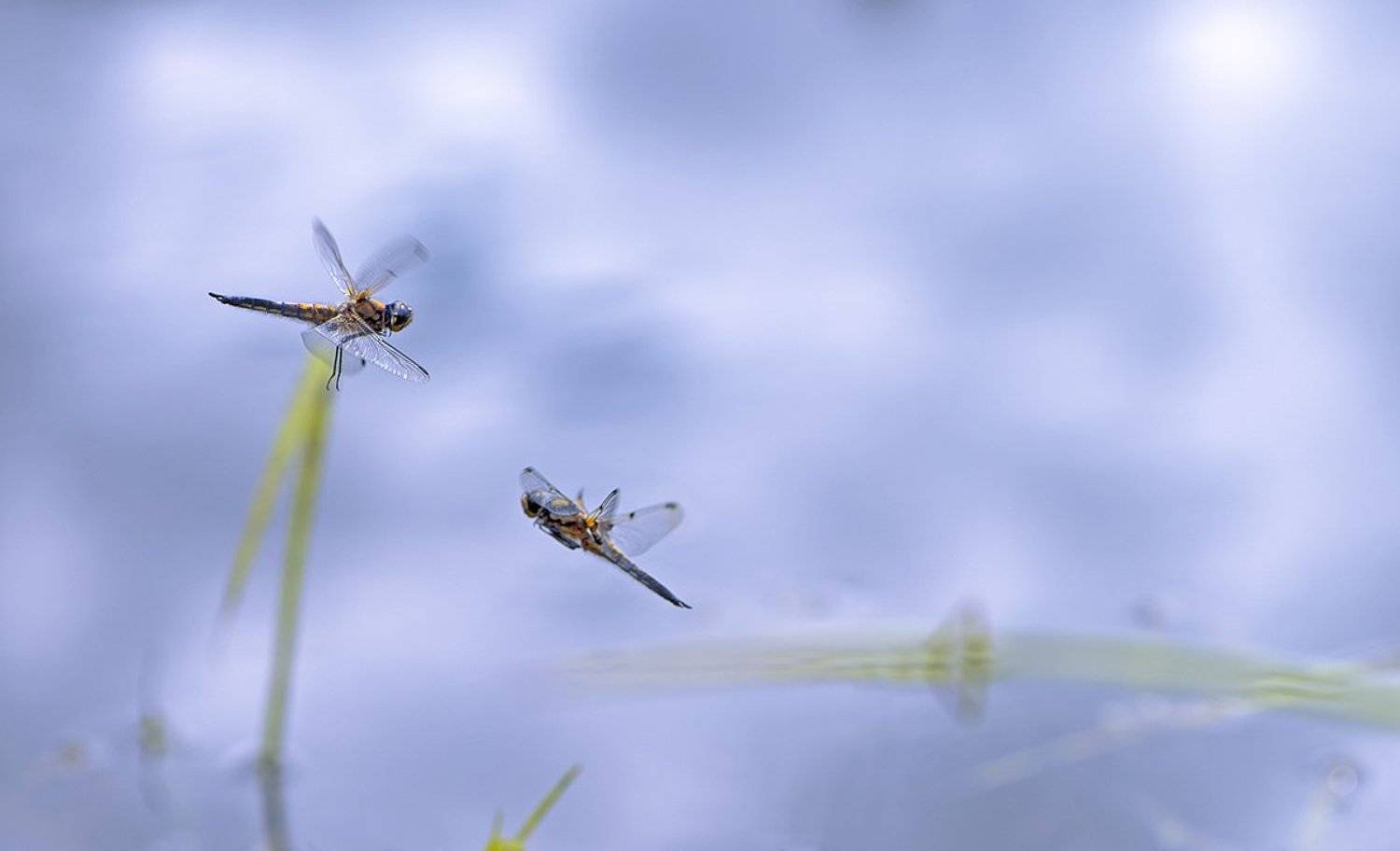 , Юлия Борзилова