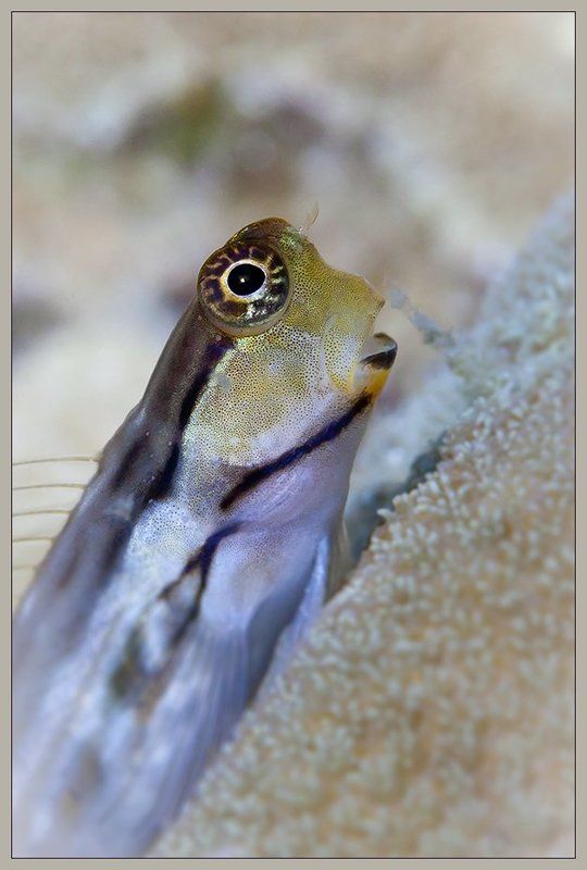 О рыбках фото превью