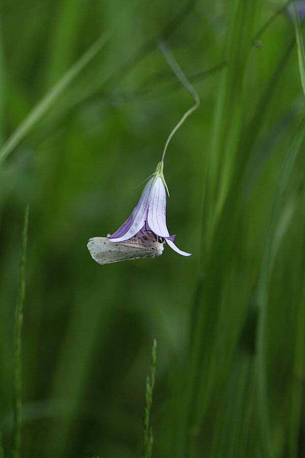 , Сергей Таланов