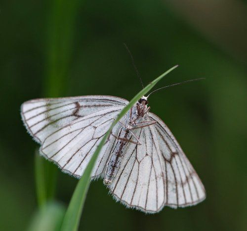 Пяденица Siona lineata