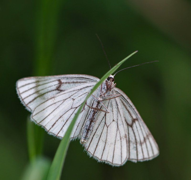 Пяденица Siona lineata фото превью