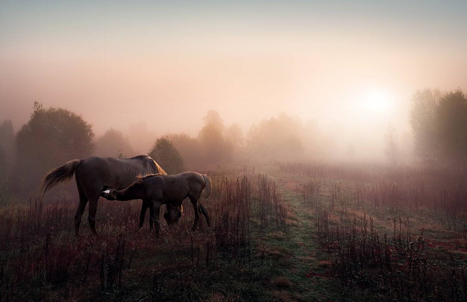 жеребенок, лошадь, рассвет, Сергей Хромов