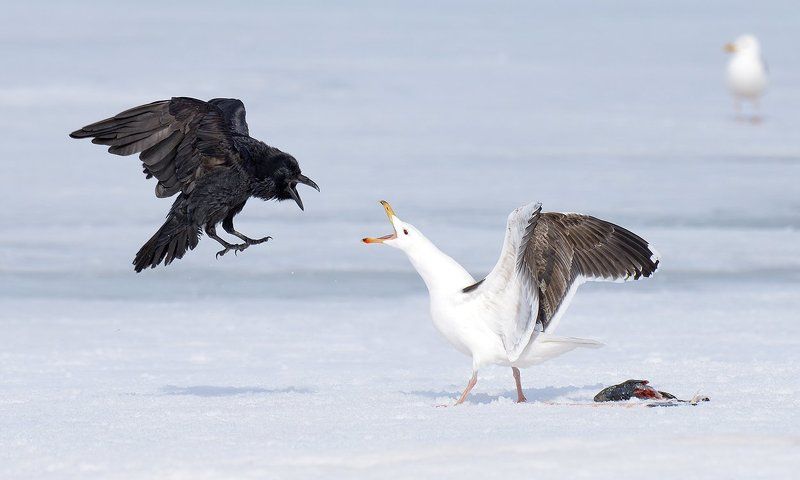 конфликт фото превью