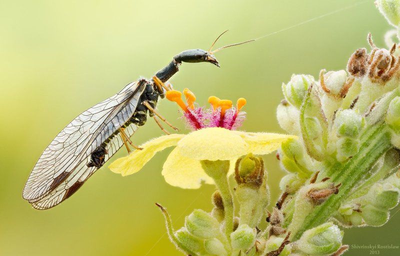 Верблюд фото превью