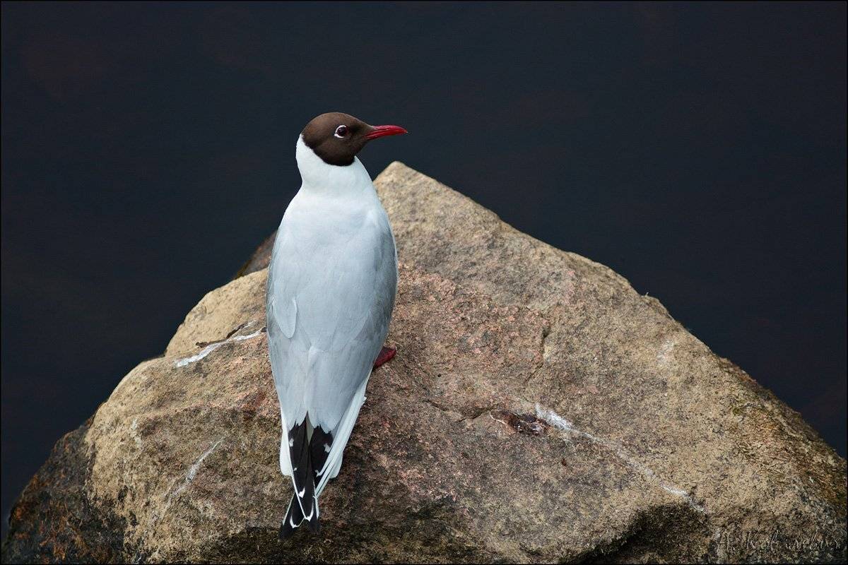 , Ковалевич А.