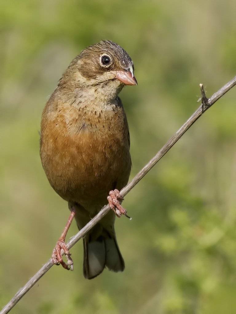 , Ляпустин Юра