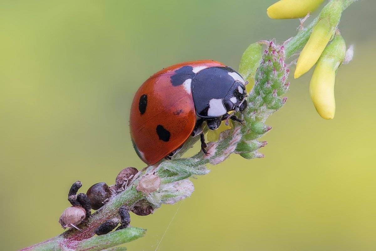 , Вадим Ходаковский