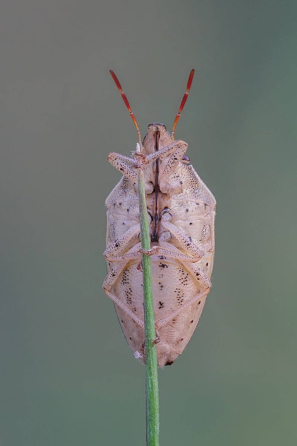 , Вадим Ходаковский