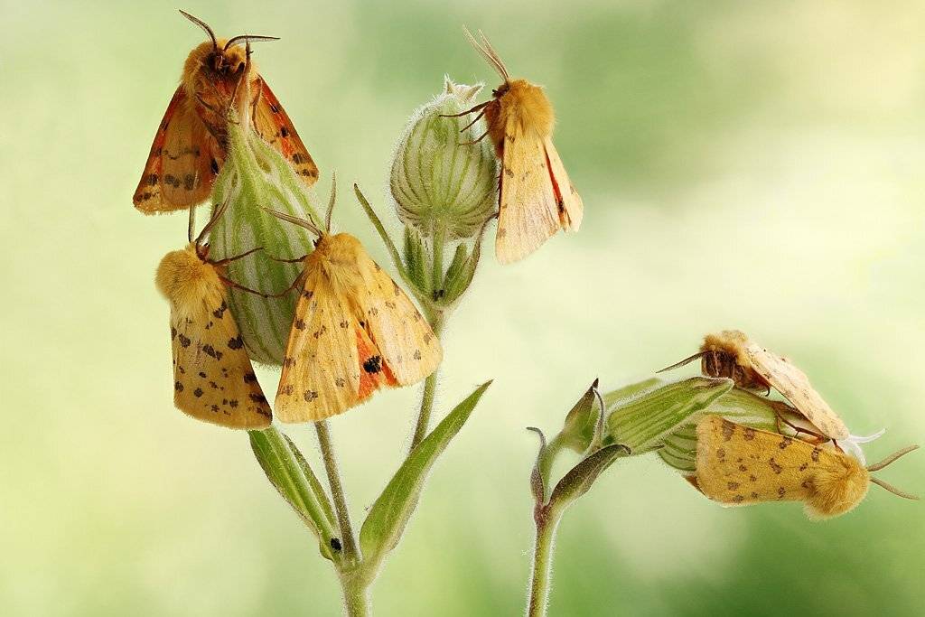 , Сергей Таланов