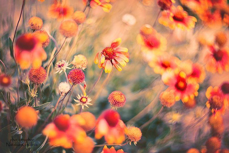 акварель фото превью