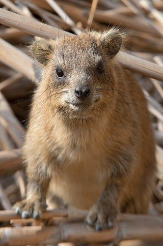 Маленькие слоники
