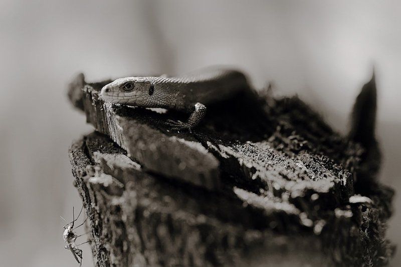 Сиеста для двоих (2013) фото превью