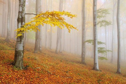 Autumn Forest