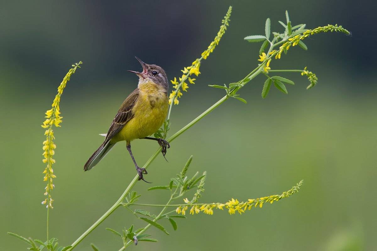, Елена Давыдова