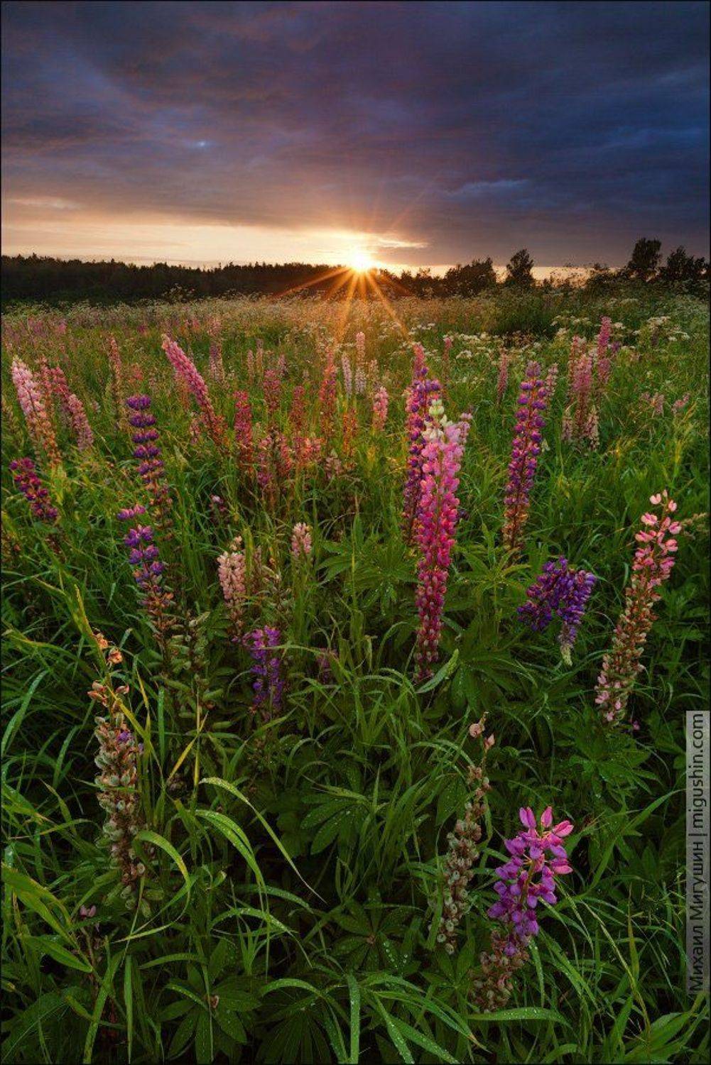 Вечер, Закат, Люпины, Михаил Мигушин