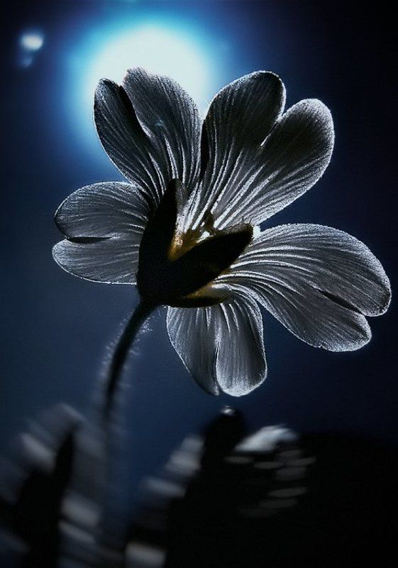 flower, macro, sony, wake IR © фото превью