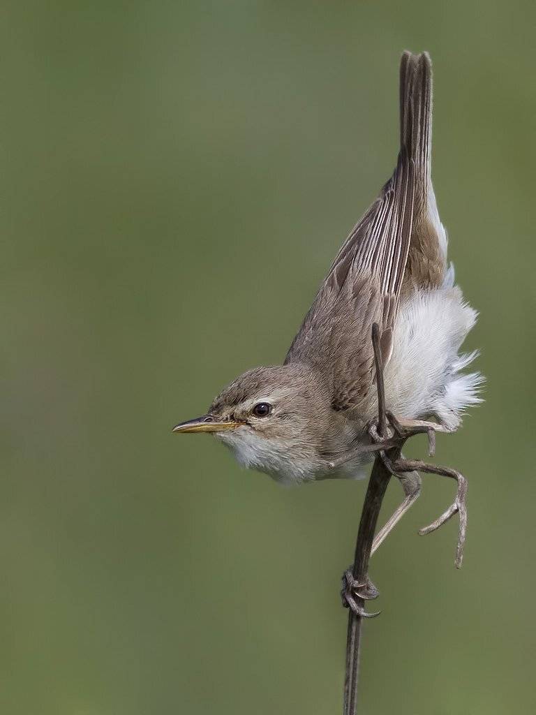 , Ляпустин Юра