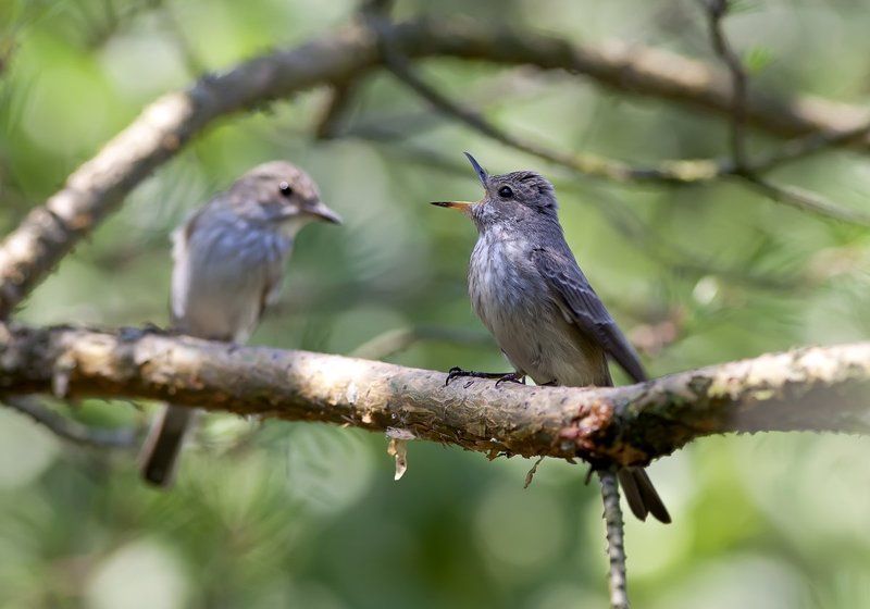 * фото превью