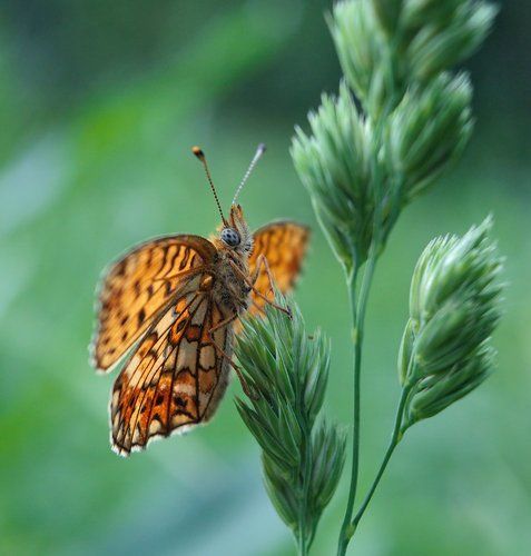 Перламутровка Селена