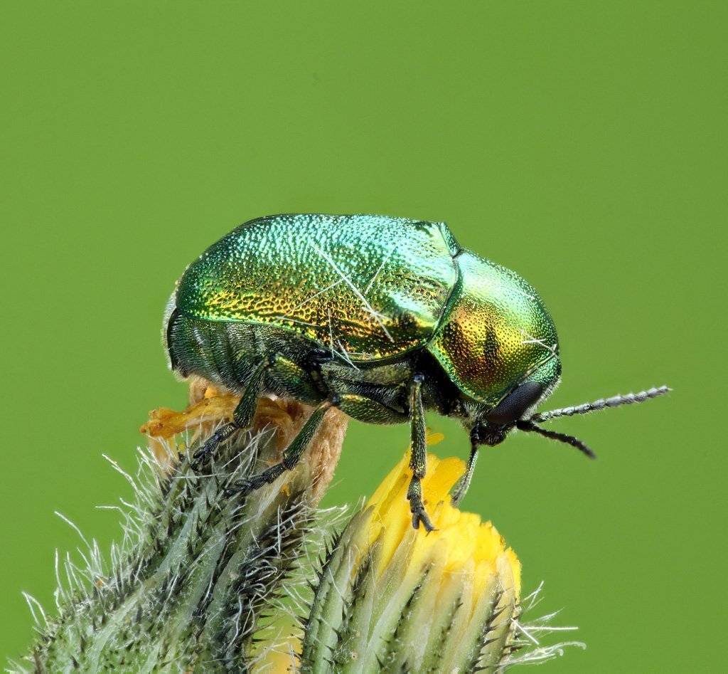 , Сергей Таланов
