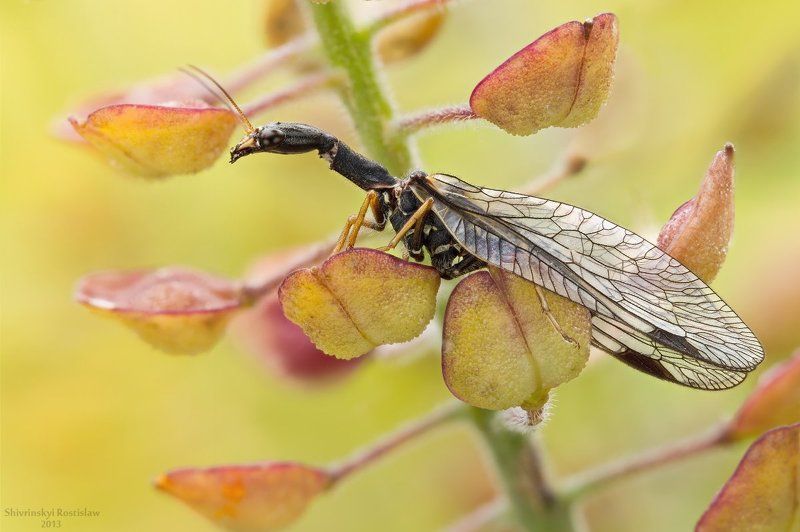 Верблюд с мешочками фото превью