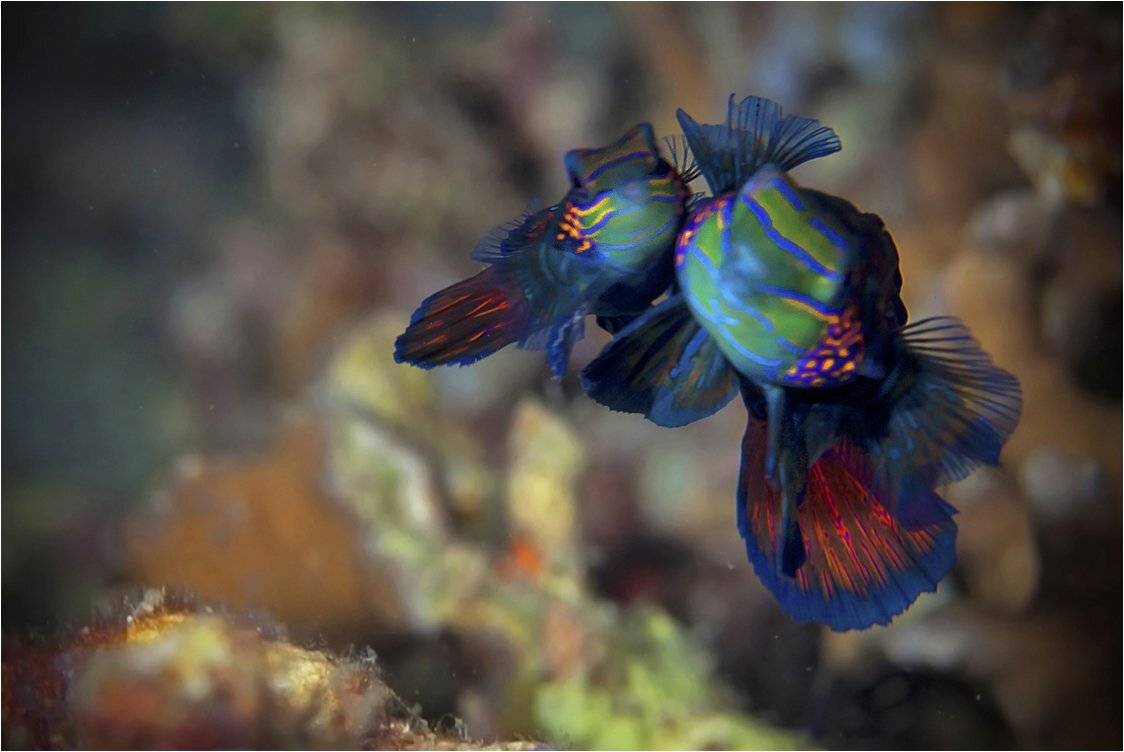 апрель 2013, ночной дайв, о. малапаскуа, филиппины, Сергей Гаспарян