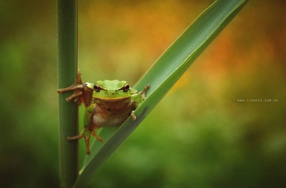 , Kantsyrenko Sergey