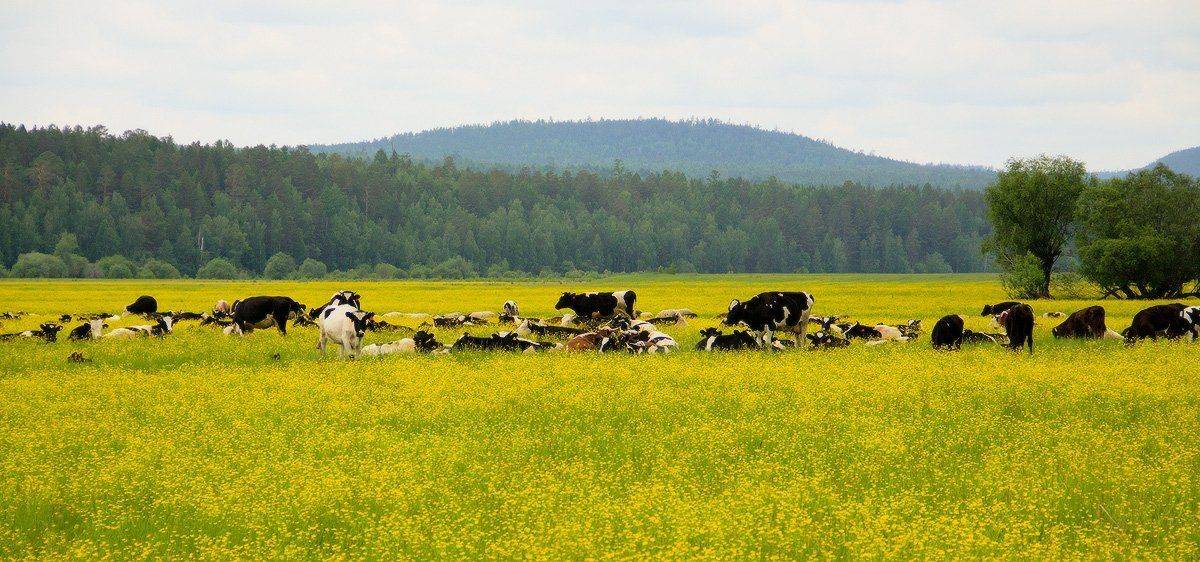 , Николай Морский