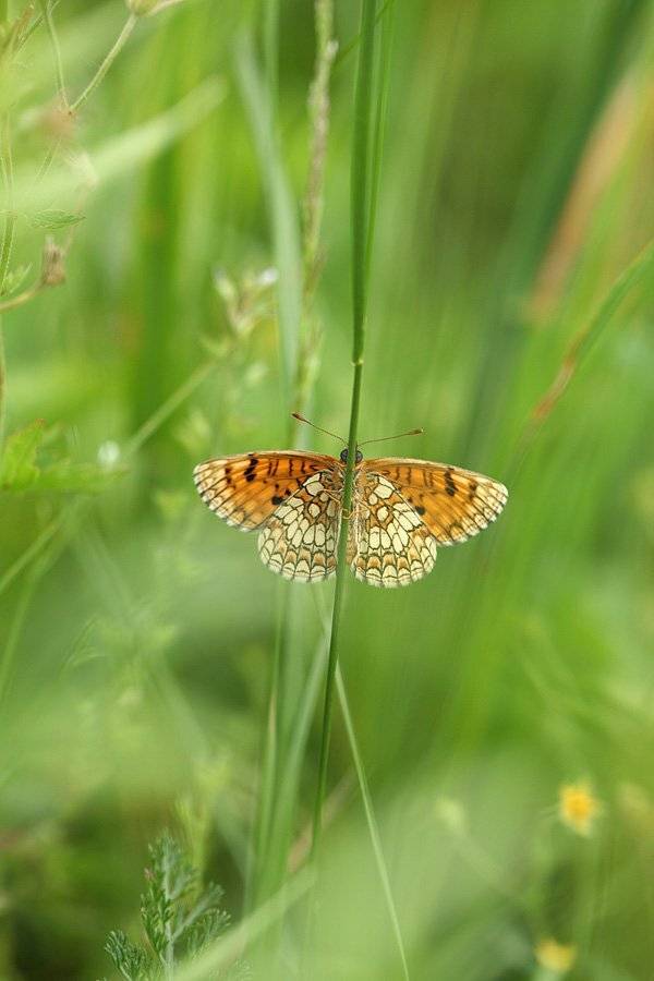 , Сергей Таланов