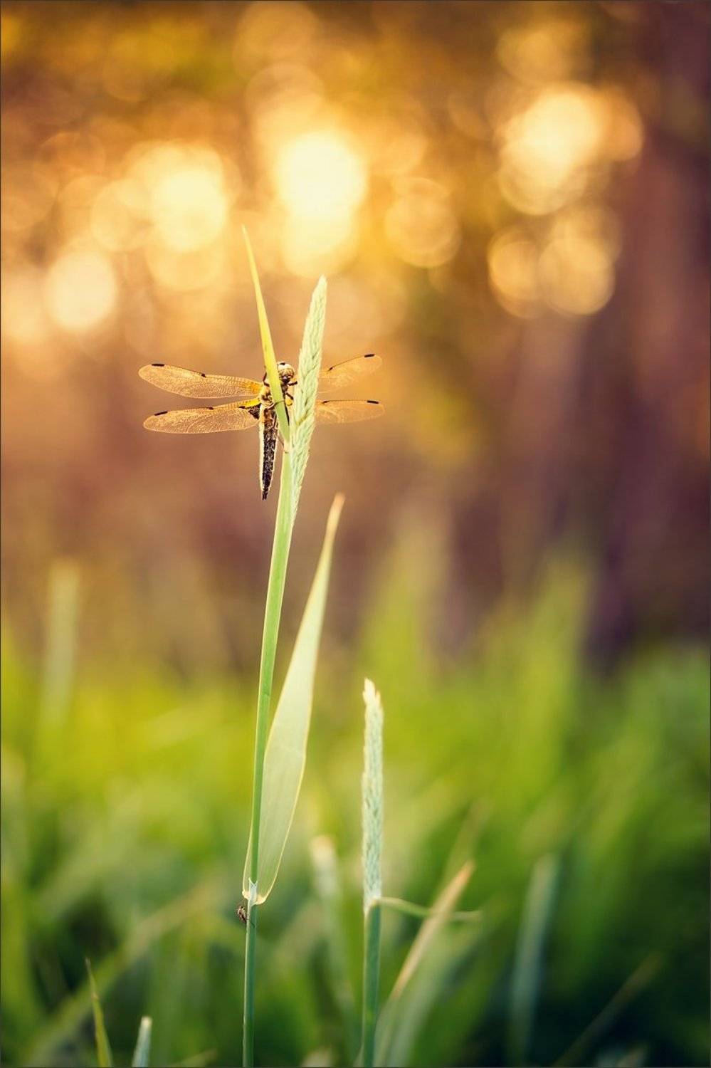 , Суханов Дмитрий