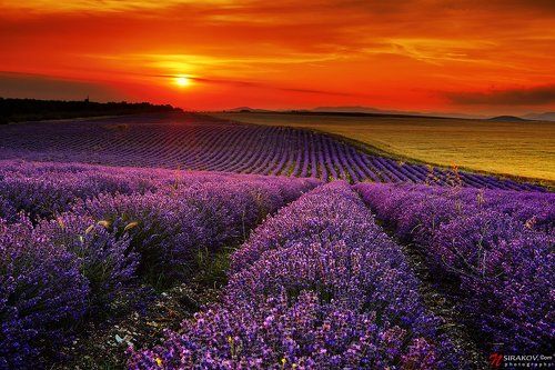 Lavender Fields